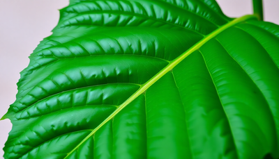 Discover the Potent Benefits of Kanna Soft Resin: Your Gateway to Relaxation and Mood Enhancement