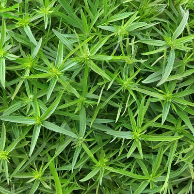cleavers herb