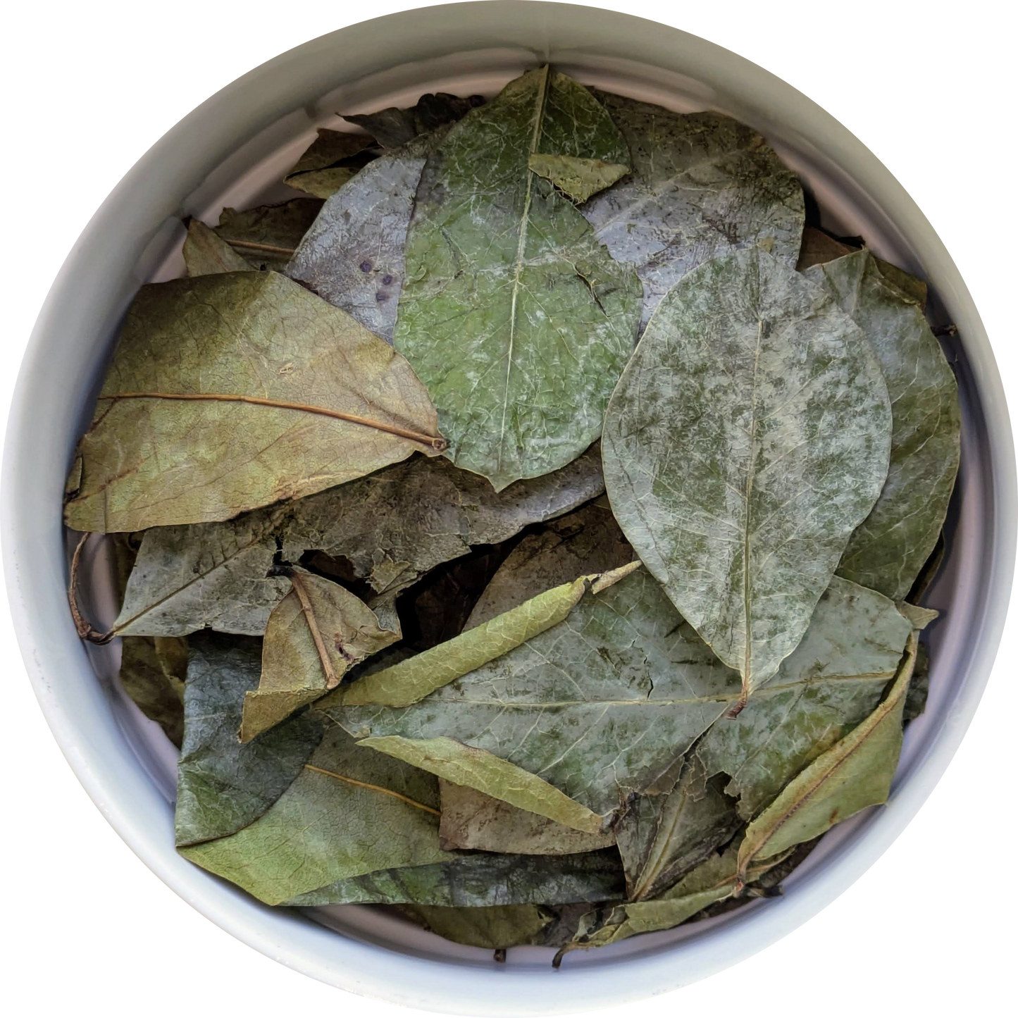 Dried Soursop leaves — deep green tropical botanical suitable for tea, culinary craft, and traditional use. Herbal Monkey