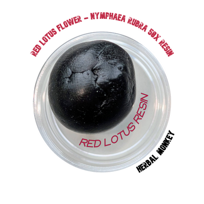 Red Lotus Flower Resin – Dried Nymphaea rubra resin for incense, ritual use, and spiritual atmosphere creation; ethically sourced botanical.
