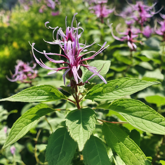 Horny Goat Weed