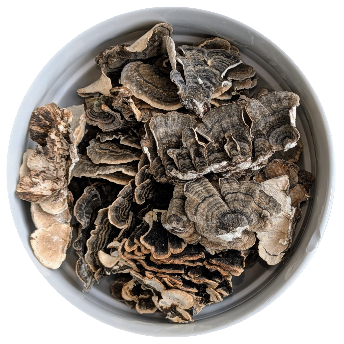 Turkey Tail Mushrooms & Extracts
