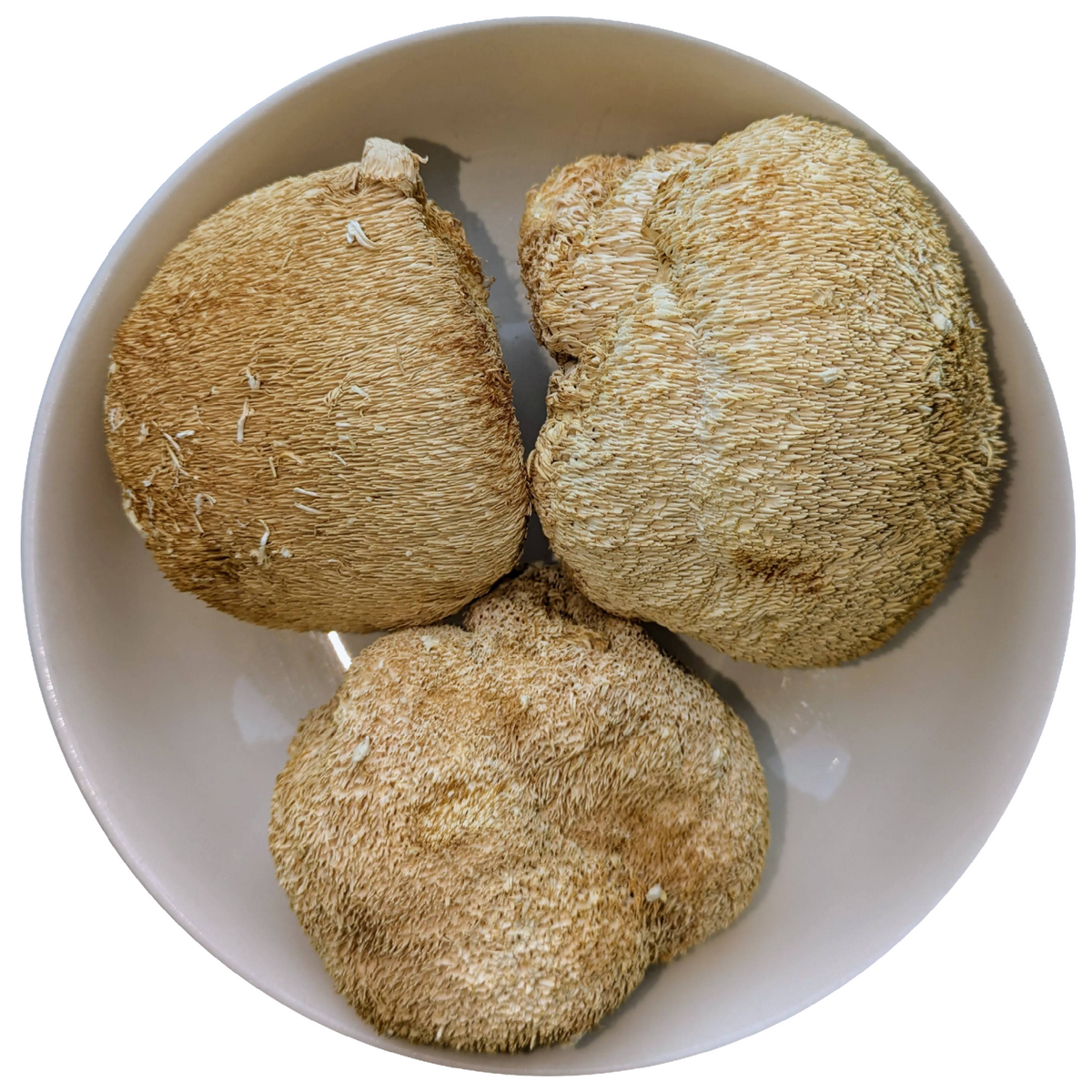 Lion's Mane Mushrooms & Extracts