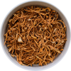 Cordyceps