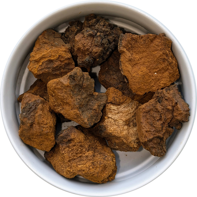 Inonotus obliquus dried mushrooms sustainably harvested