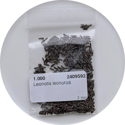 Wild Dagga Seeds | Leonotis Leonorus | Lions Tail - Herbal Monkey