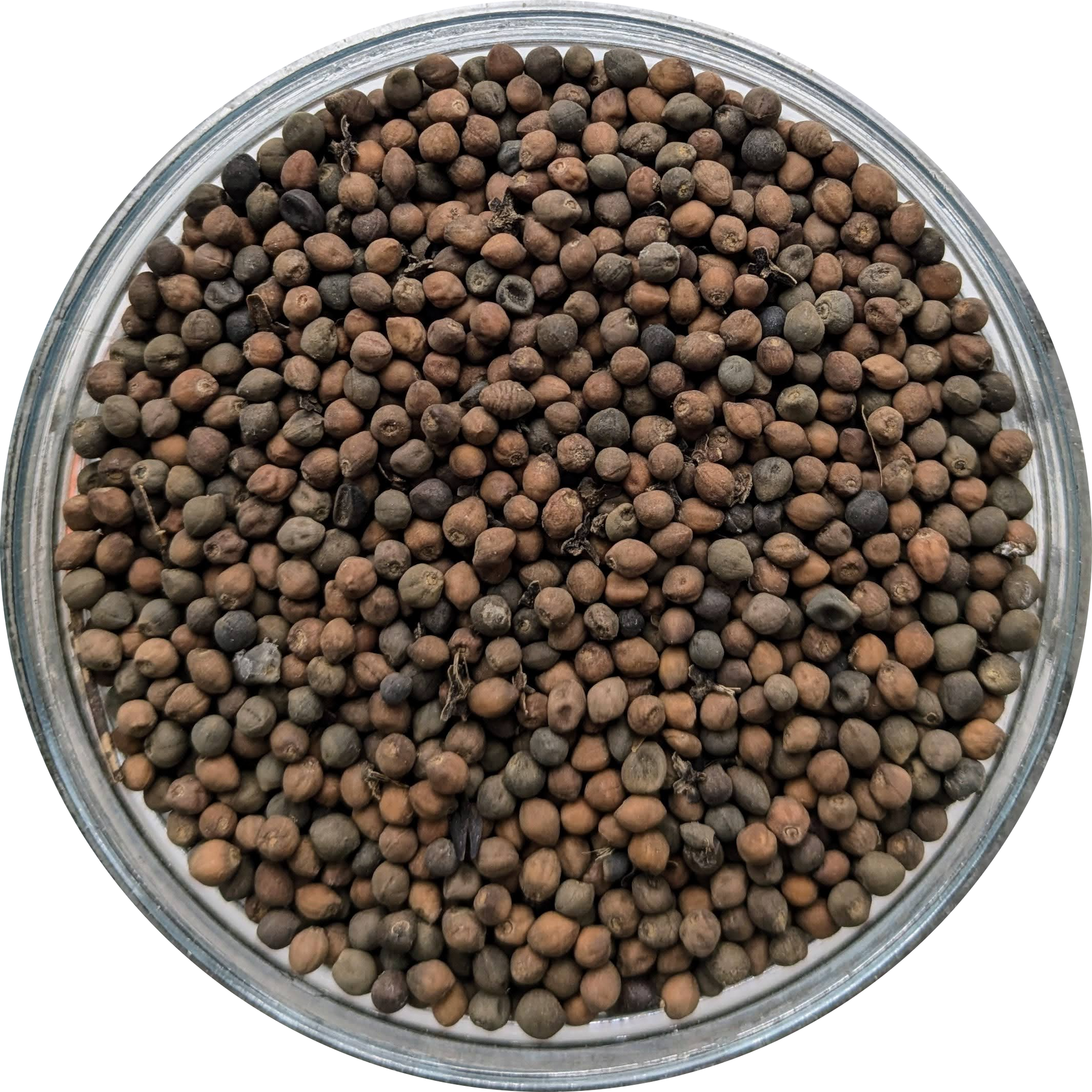 rivea corymbosa seeds uk