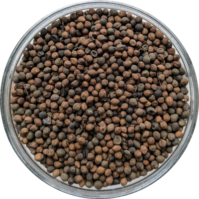 Untreated Ololiuqui (Rivea corymbosa) seeds for horticultural growing and botanical study
