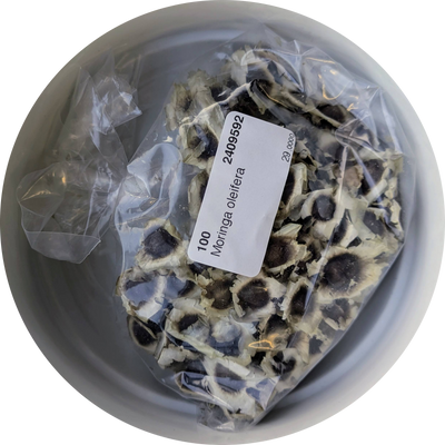 Oleifera seeds UK