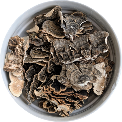 Trametes versicolor dried mushroom slices for microscopy study