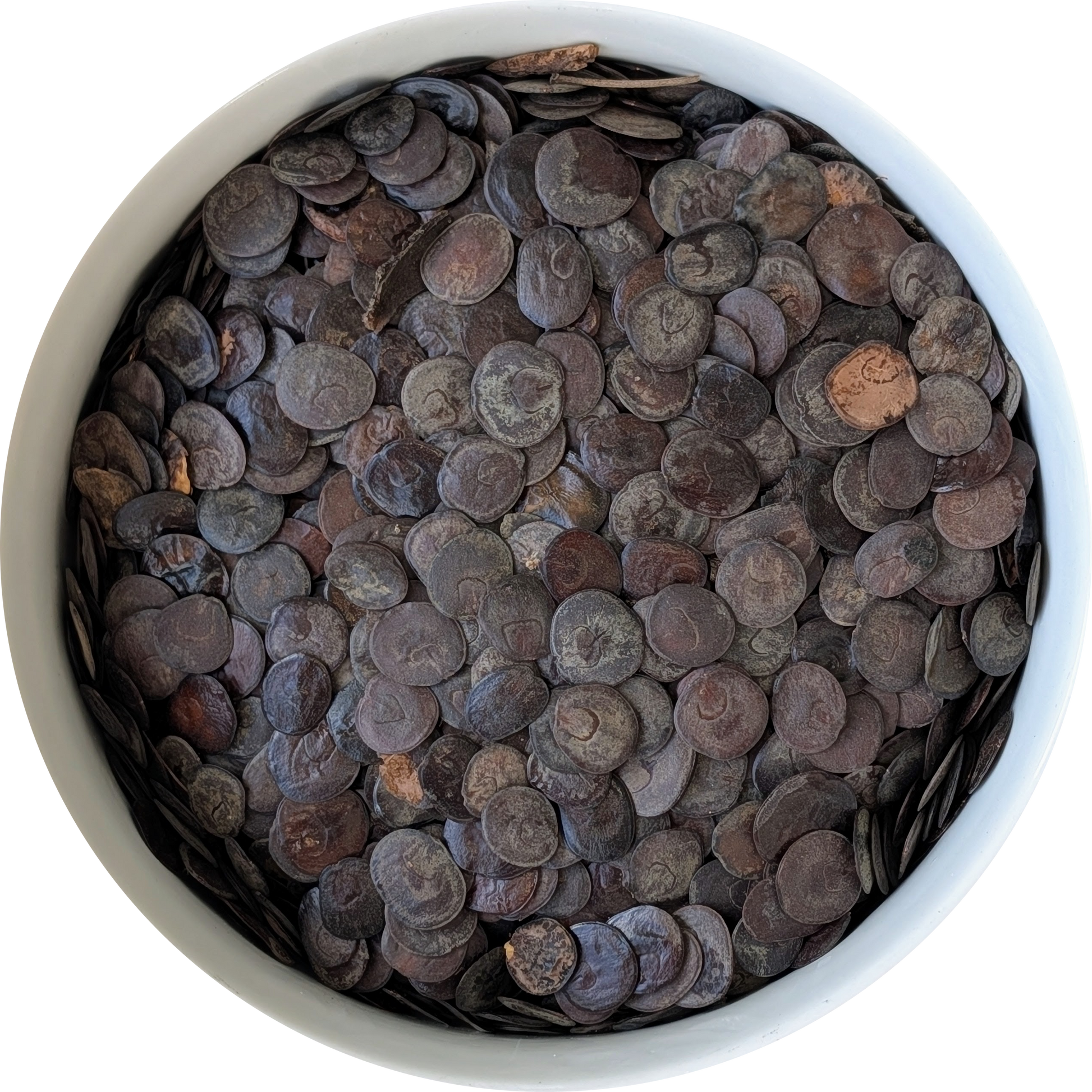 Natural untreated Yopo seeds displayed on a neutral background Herbal Monkey
