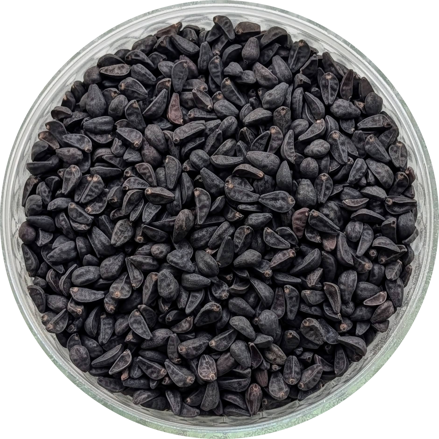 Ipomoea tricolor seeds displayed in kraft pouch Herbal Monkey