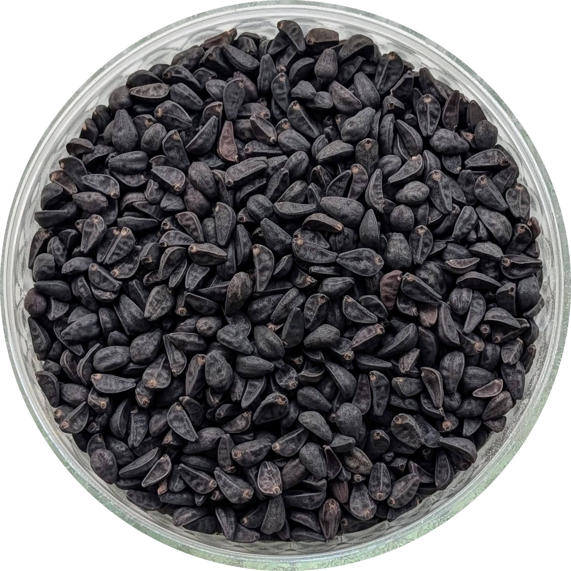 Ipomoea tricolor seeds displayed in kraft pouch Herbal Monkey