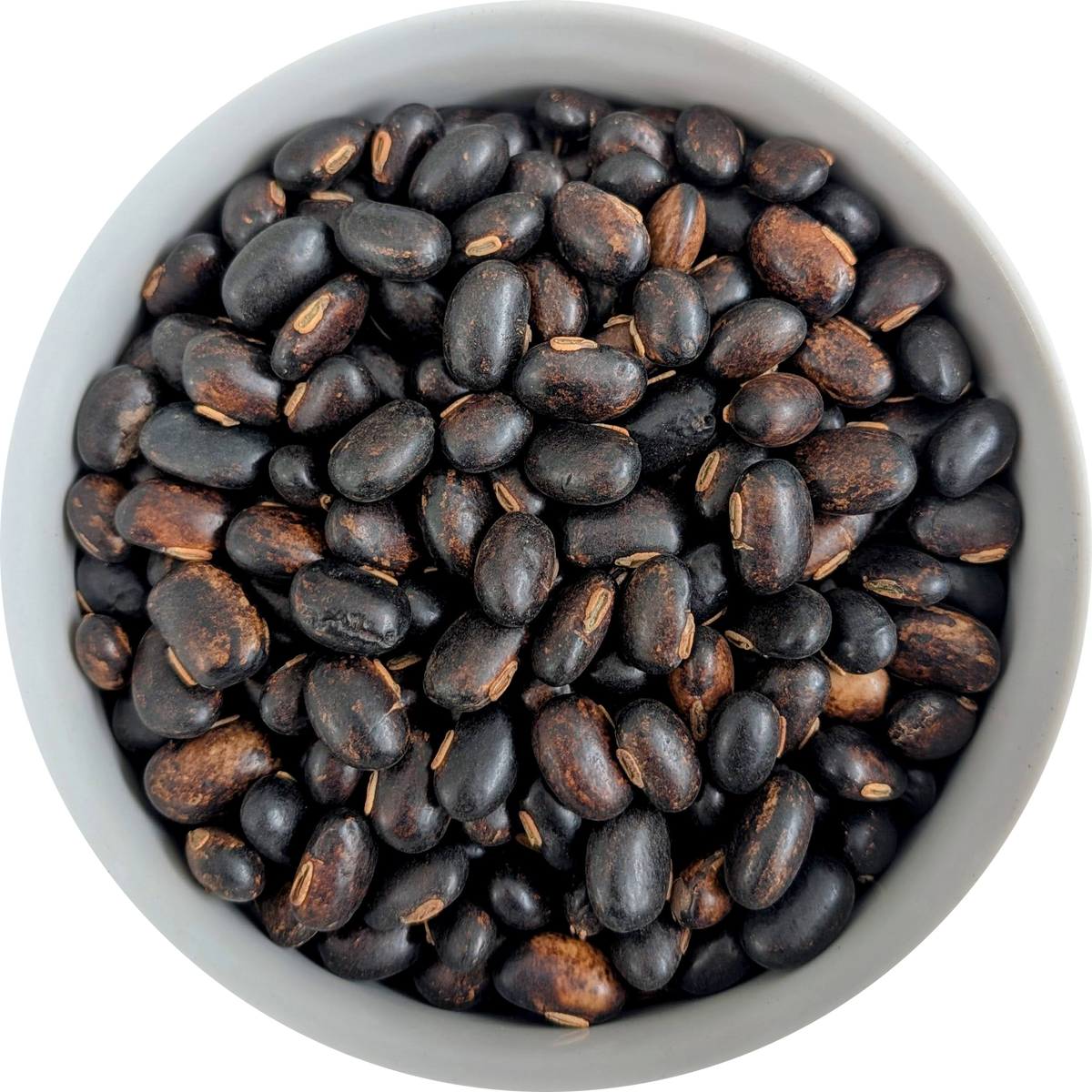 Natural untreated Mucuna pruriens Velvet Bean seeds for horticultural growing, botanical study, and exotic plant collections. Herbal Monkey