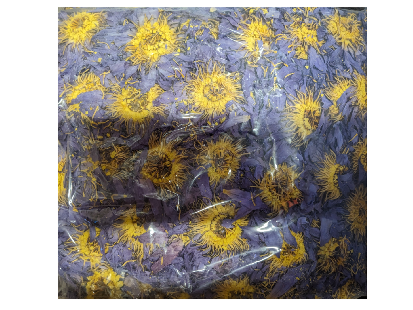 Wholesale 2kg blue lotus flower