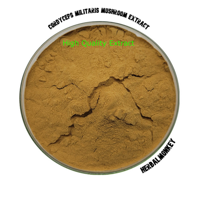 Cordyceps Militaris Dried Mushroom Extract  | High Quality Cordycep Mushroom Extract