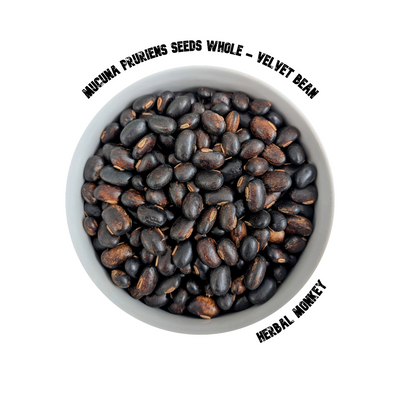 Natural untreated Mucuna pruriens Velvet Bean seeds for horticultural growing, botanical study, and exotic plant collections.