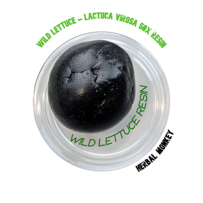 Wild Lettuce Resin 50X – Potent Lactuca virosa botanical for incense and spiritual ceremonies; used to promote calm atmosphere and meditative energy flow. Not for consumption.