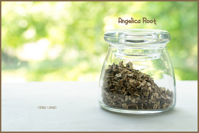 Angelica Root
