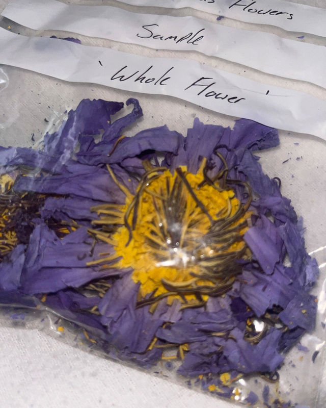 Customer photo of Blue lotus flowers