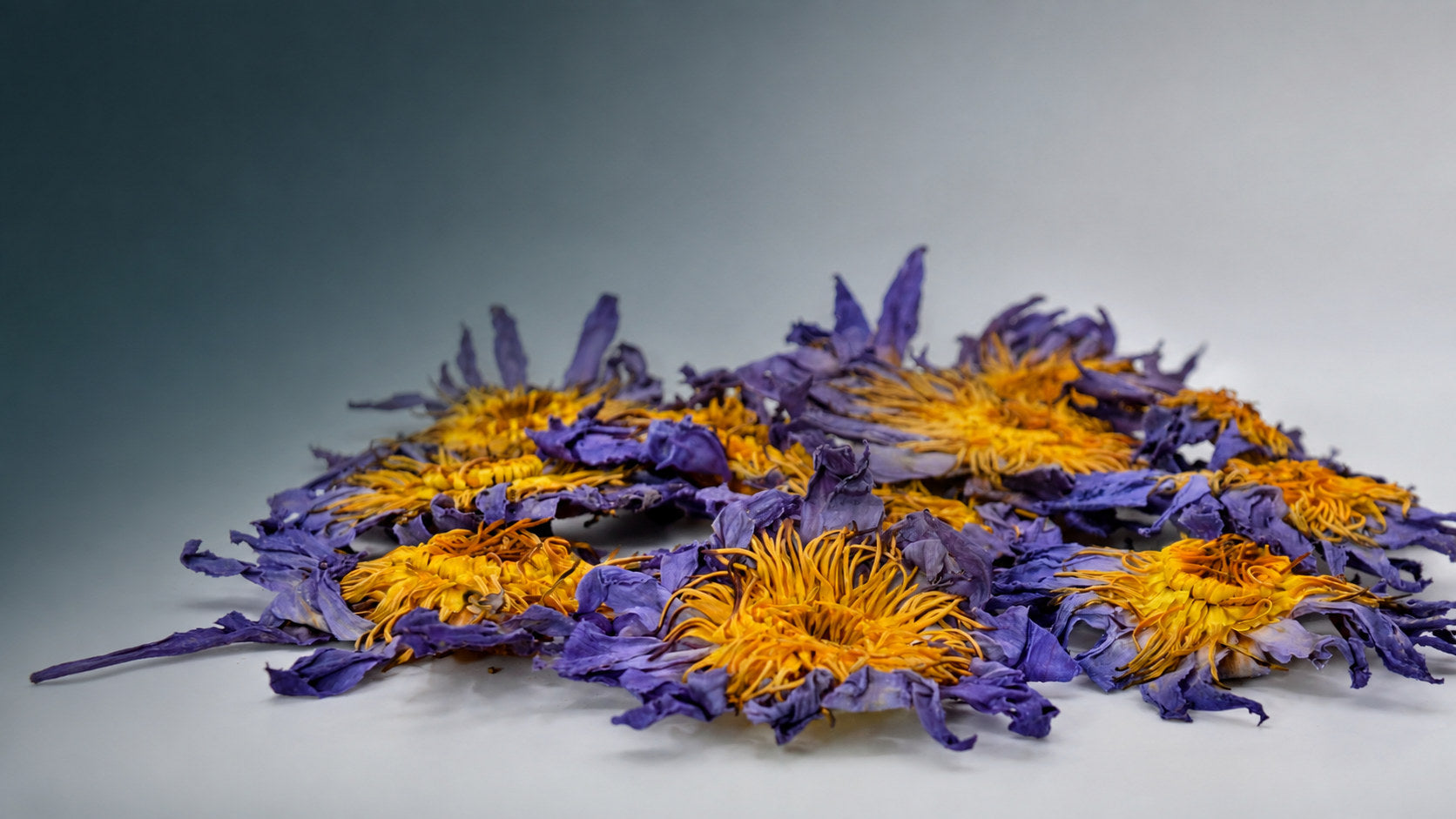 Dried blue lotus and calendula flowers, whole petals and golden centres, at Herbal Monkey, the UK's independent herbal apothecary