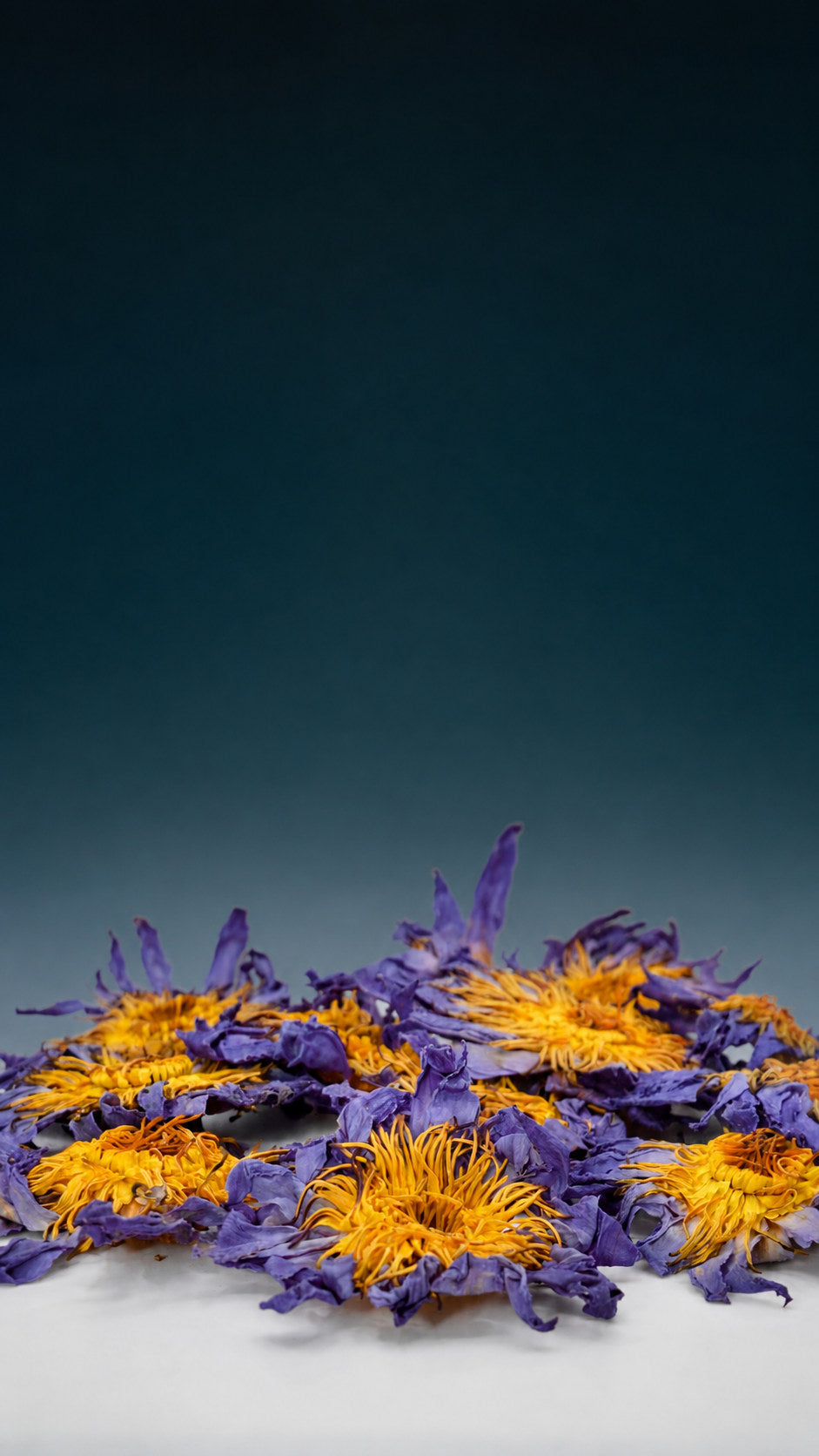 Dried blue lotus and calendula flowers, whole petals and golden centres, at Herbal Monkey, the UK's independent herbal apothecary